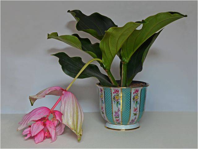 Уход за мединиллой в домашних условиях, виды цветка с фото, особенности цветения и размножения
