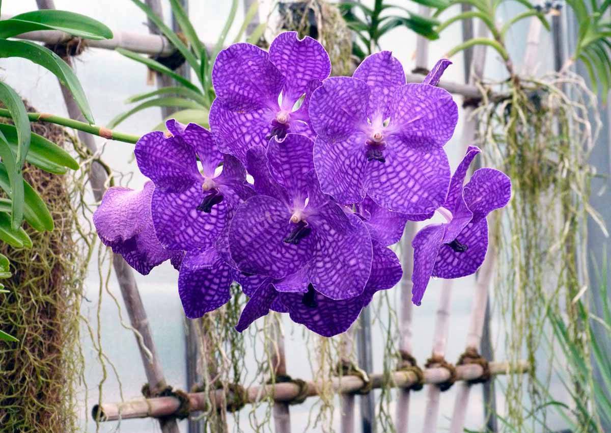Орхидея ванда и ее разновидности, а также особенности ухода дома