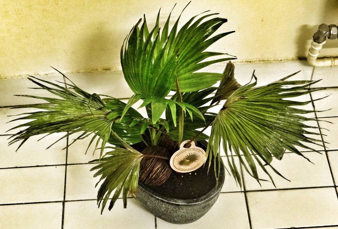 Ливистона уход в домашних условиях, домашняя пальма из семян