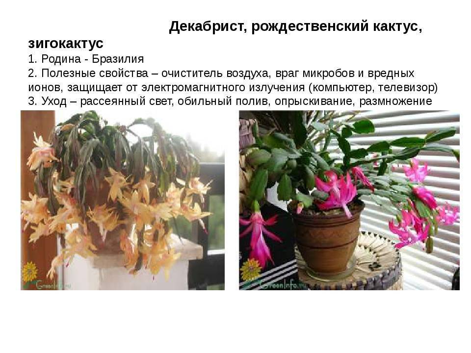 Выращивание декабристов из семян в домашних условиях + уход за шлюмбергером > фото цветов + видео