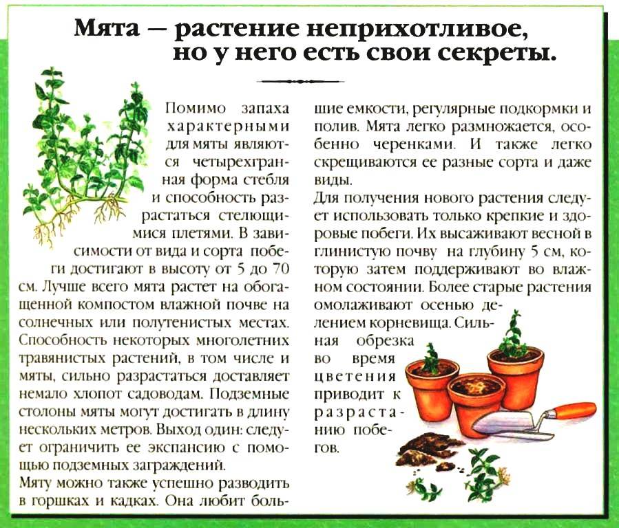 Мята перечная (Mentha Piperita) — описание растения