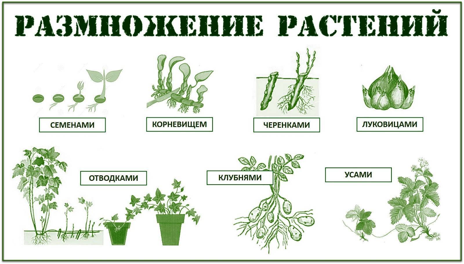 ✅ декабрист цветок (шлюмбергера, зигокактус): выращивание и уход в домашних условиях, размножение, пересадка, питание