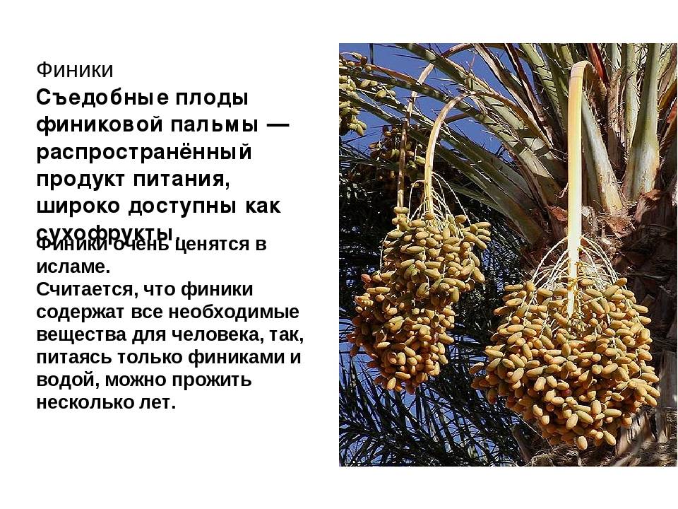Финиковая пальма из косточки в домашних условиях: как вырастить и ухаживать? - sadovnikam.ru