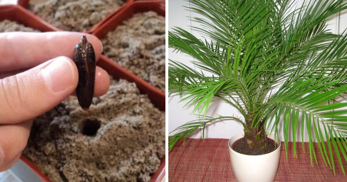 Финиковая пальма: описание, уход и выращивание в домашних условиях