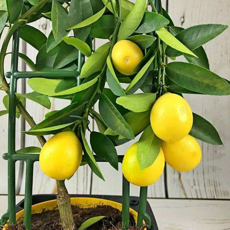 Комнатные лимоны (100+ фото): виды, уход, посадка и болезни