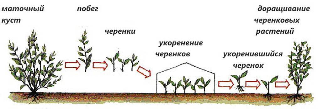 Выращивание спиреи из черенка: практические советы