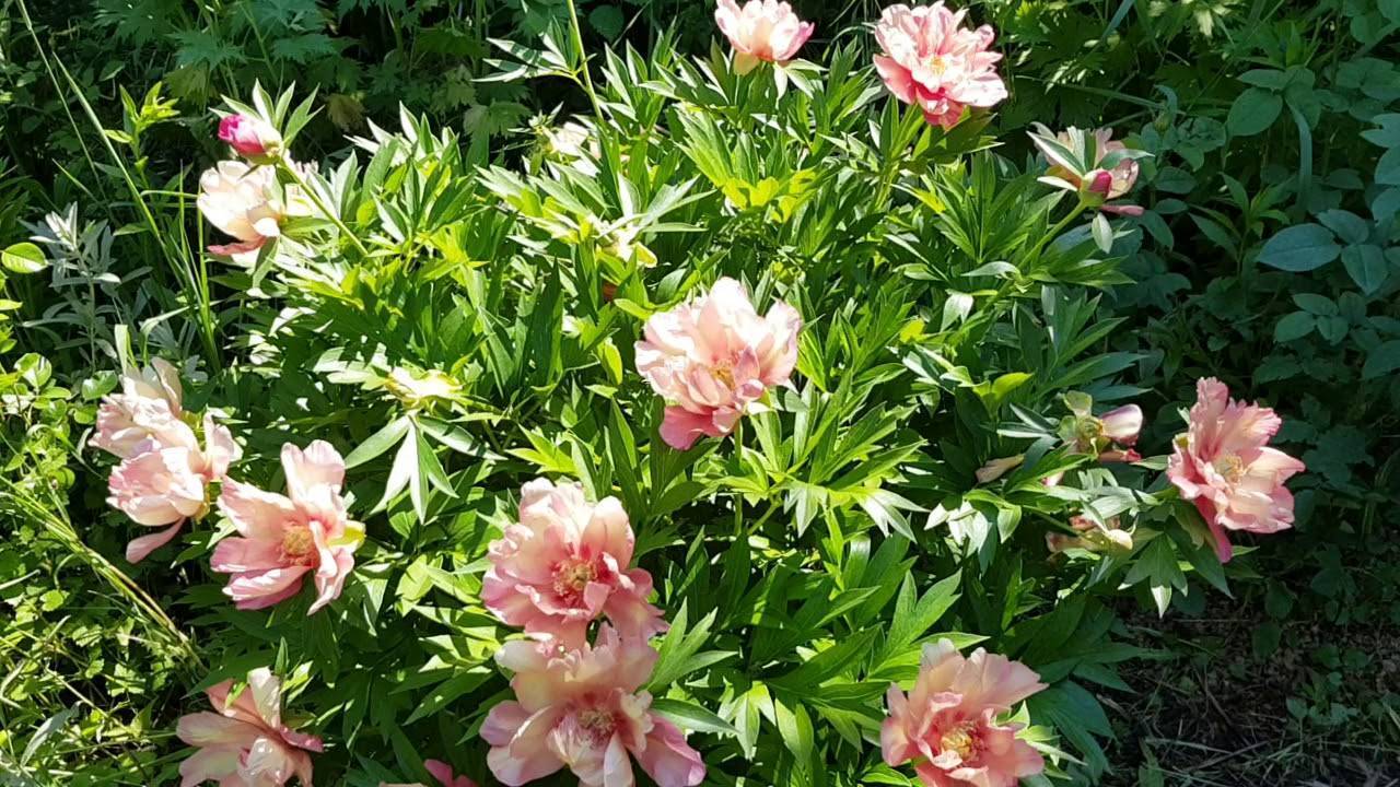 Пион джулия роуз (paeonia itoh julia rose)