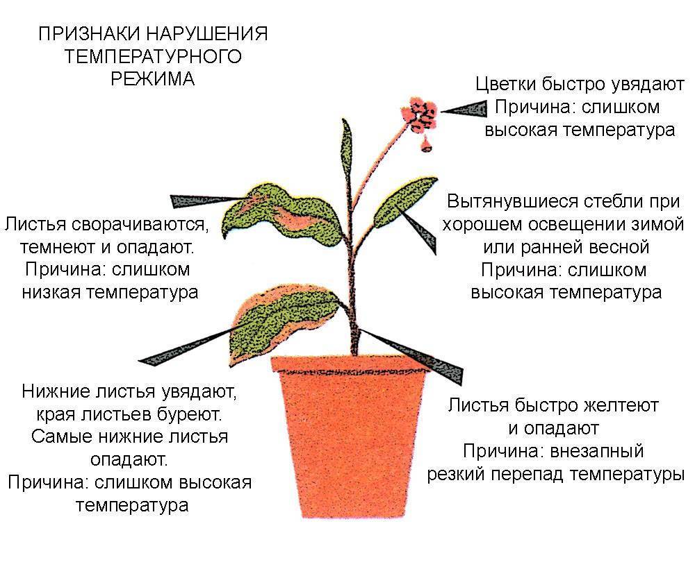 Кротон цветок - посадка, уход, размножение в домашних условиях