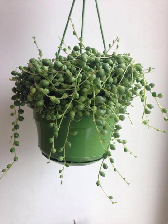 Растение крестовник роули, уход в домашних условиях, описание и фото