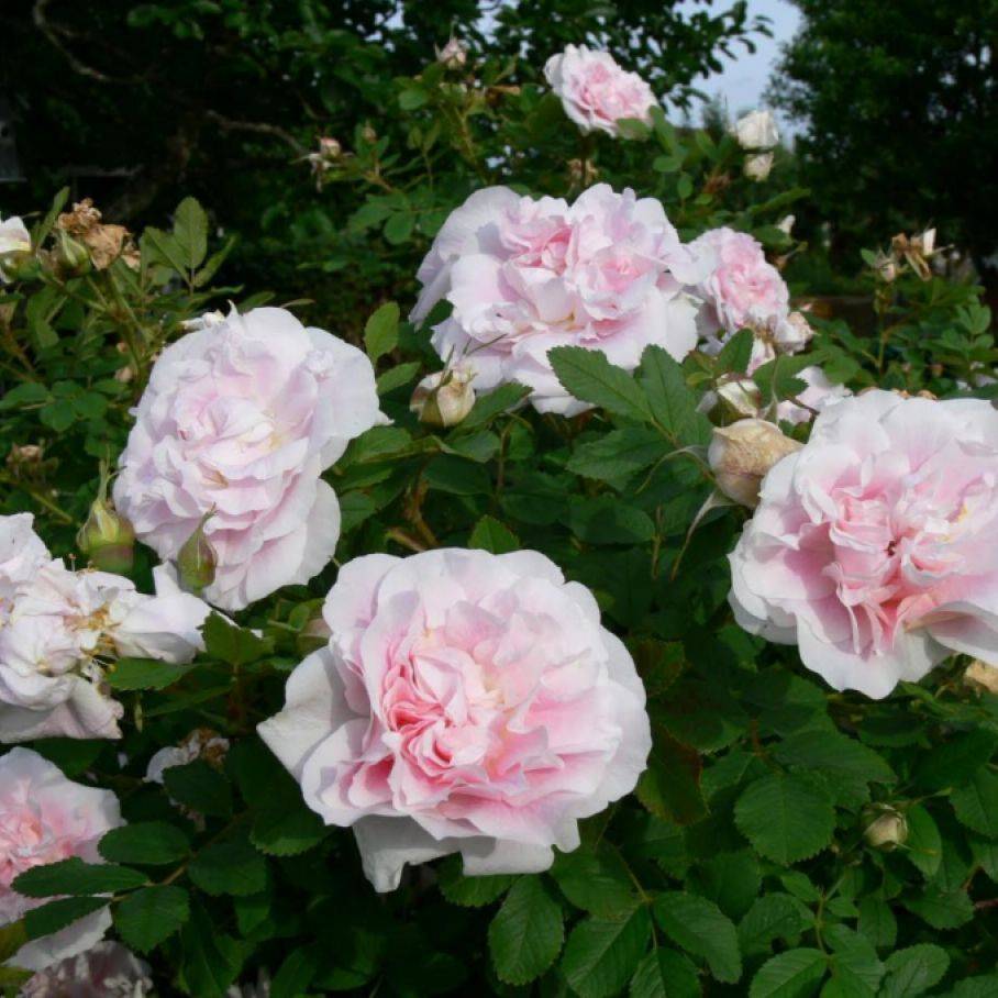 Роза мартин фробишер – благородная и изысканная. специфические особенности и недостатки