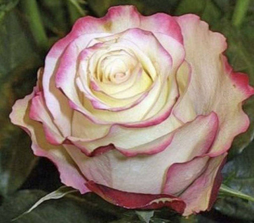 Роза «свитнесс»: характеристика, советы по выращиванию