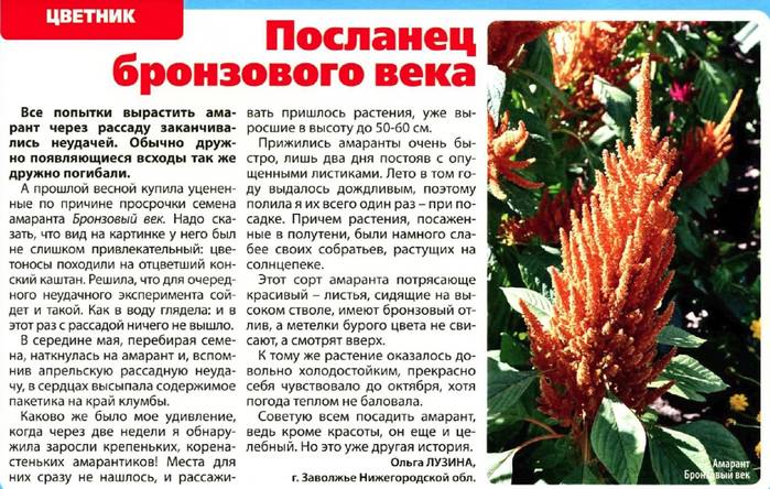 ᐉ амарант метельчатый (багряный) - полезные свойства, описание - roza-zanoza.ru