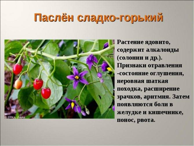Паслен черный – описание с фото растения; свойства ягод и применение