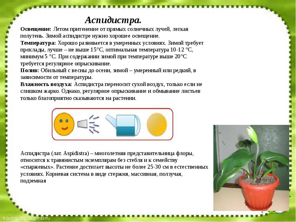 Цветок аспидистра — описание с фото, видео, уход в домашних условиях. аспидистра
