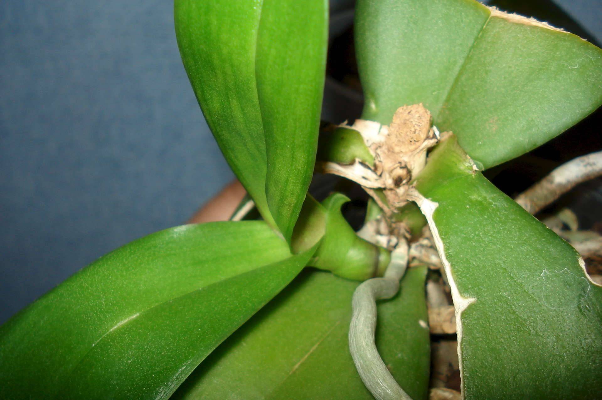 Какие бывают разные проблемы с точкой роста орхидеи (нет, сгнила)?