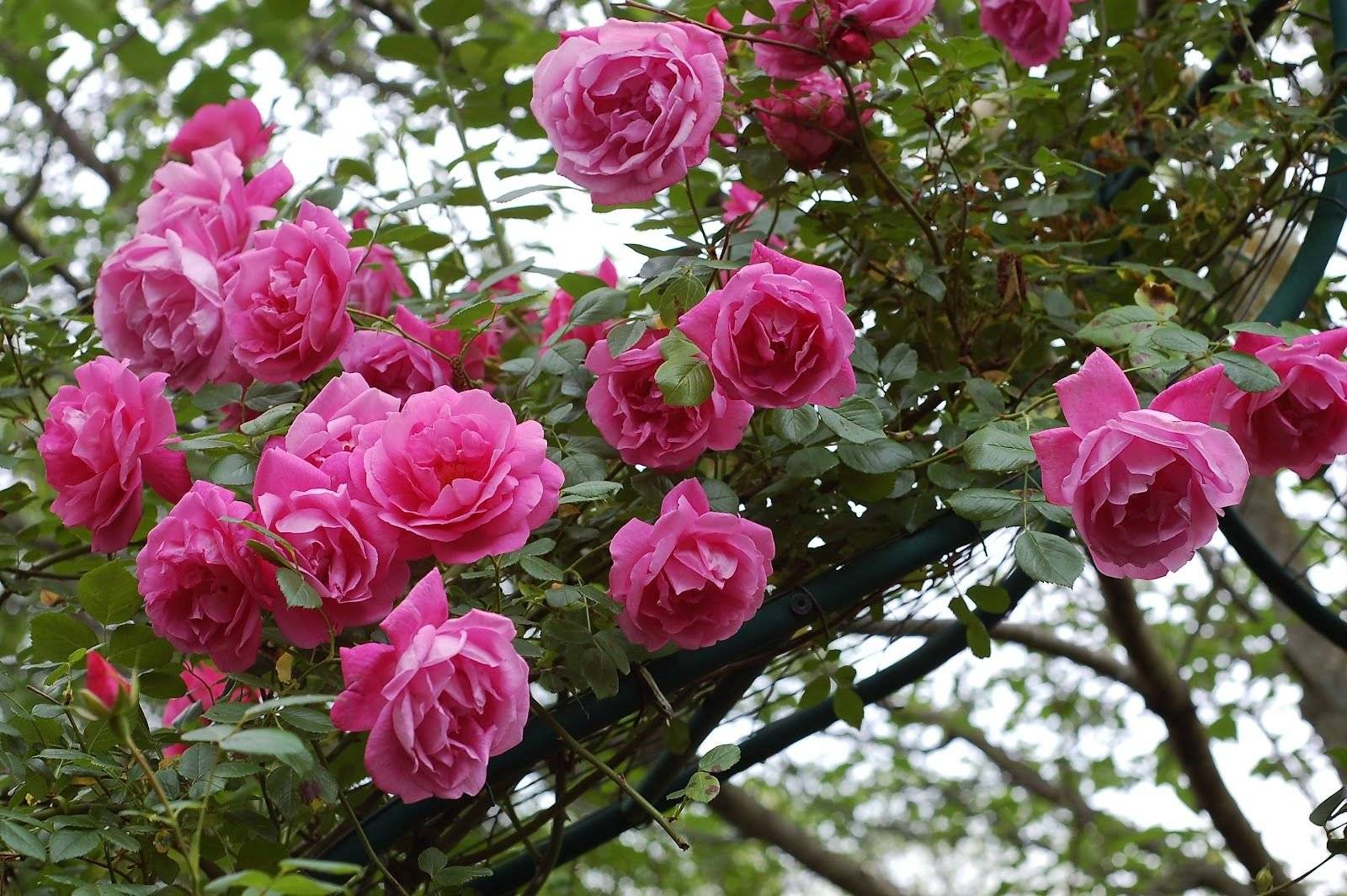 Плетистая роза парад с шелковыми цветами горящего розового цвета