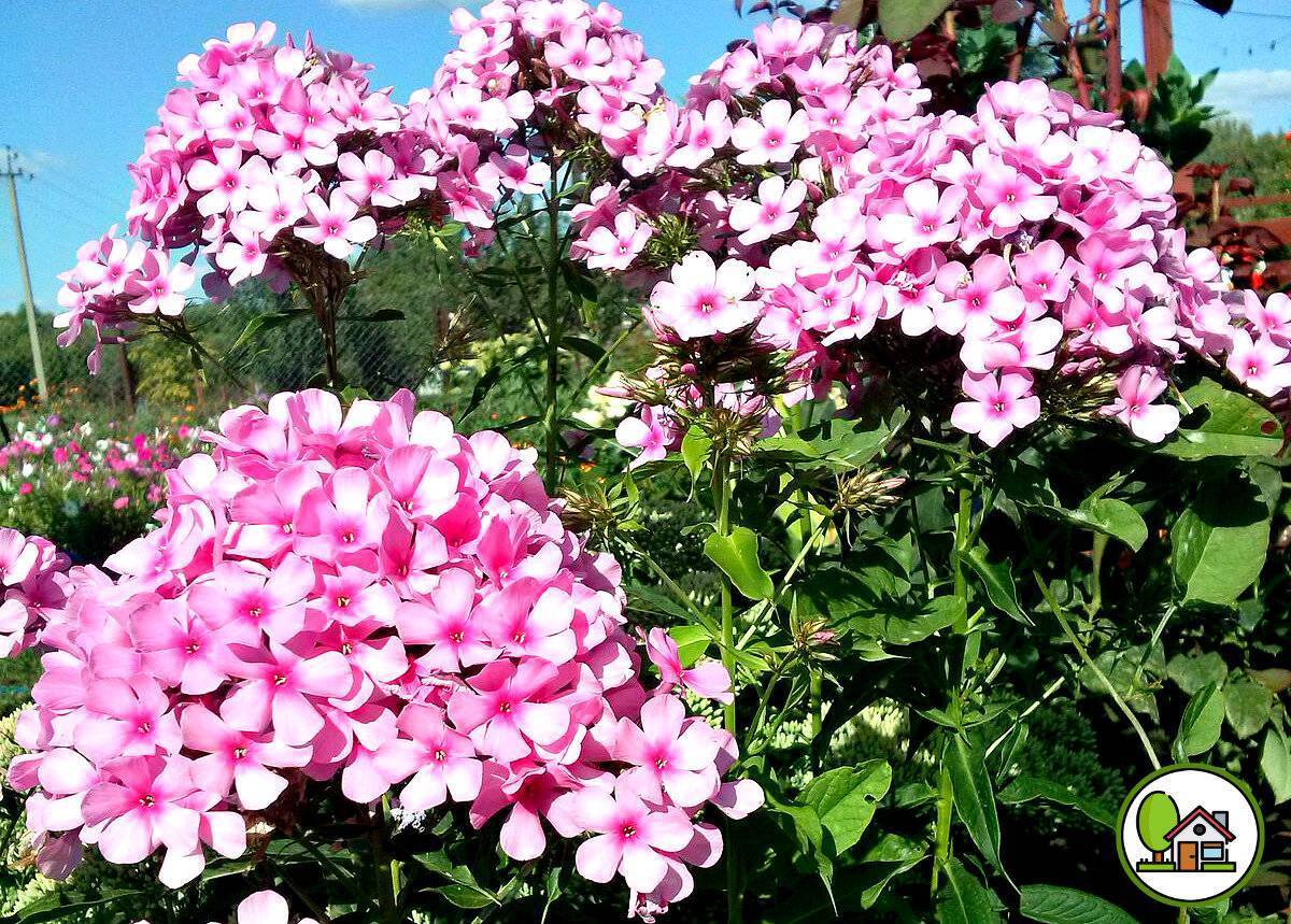 Уход за флоксами для пышного цветения: что нужно растению selo.guru — интернет портал о сельском хозяйстве