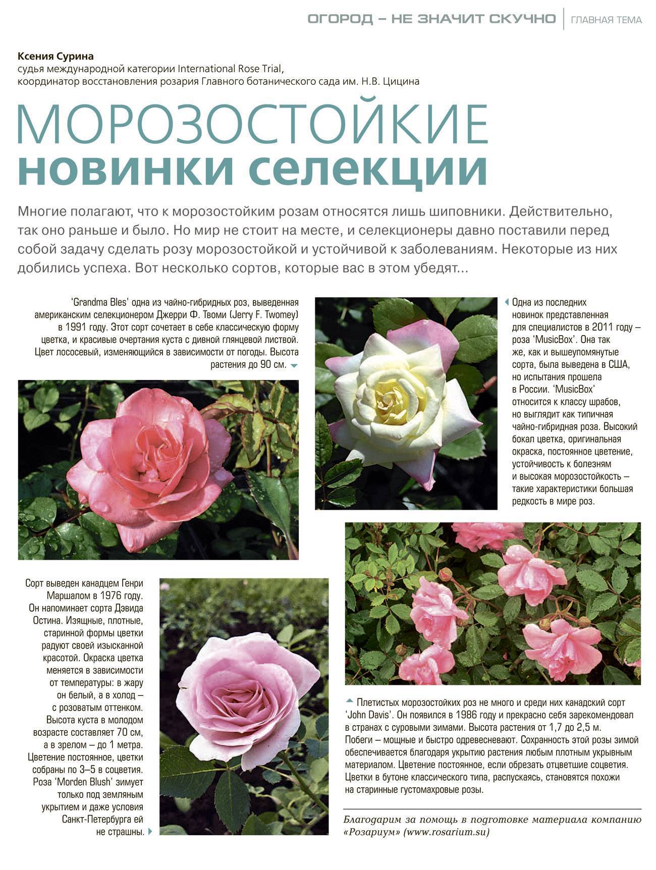 Роза флорентина фото и описание отзывы !