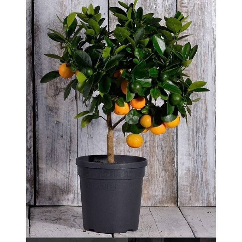 Комнатные цитрусовые растения - мандарин, апельсин, каламондин, грейпфрут и цитрон