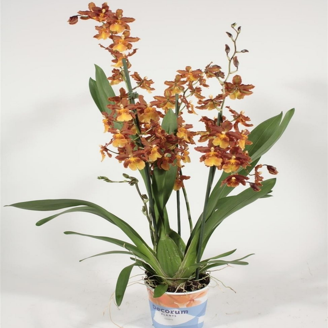 Комнатная камбрия — пёстрая орхидея-звездочка. уход в домашних условиях. фото — ботаничка