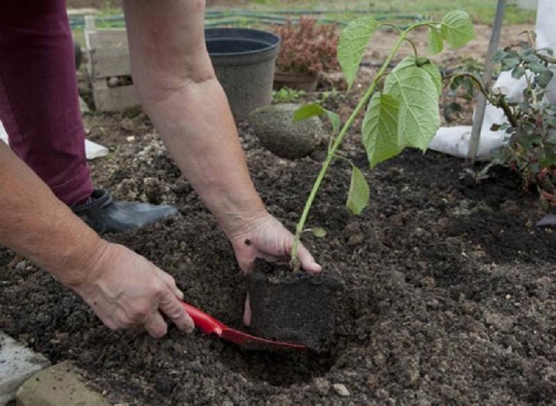 Гортензия- уход и выращивание в домашних услвоиях и в саду