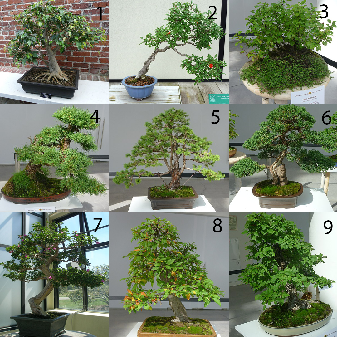 Дерево бонсай: виды дерева, особенности выращивания и ухода в домашних условиях