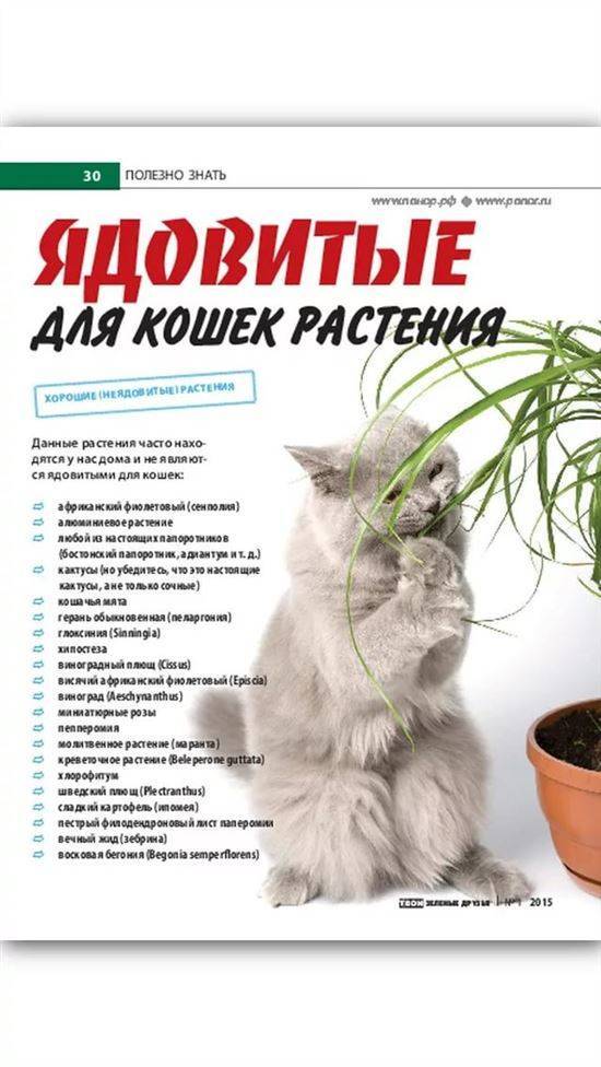 Вредные растения для котов и кошек: последствия, первая помощь, безопасные цветы