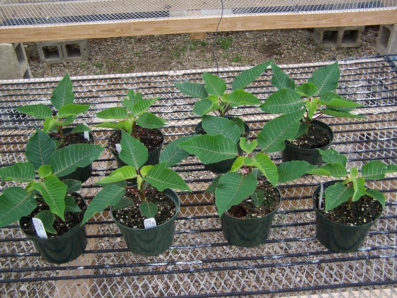 Выращивание цветка пуансетии: как посадить, ухаживать, удобрять, размножать