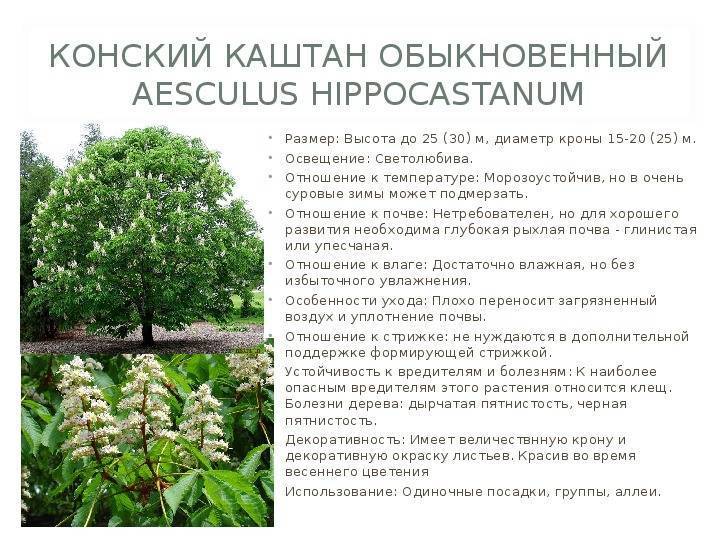 ᐉ дерево каштан – посадка и уход - roza-zanoza.ru