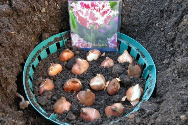 Выращивание тюльпанов в открытом грунте