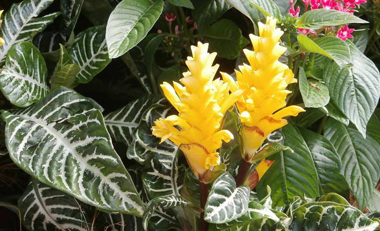 Растение акант - уход, виды и сорта с фото, размножение