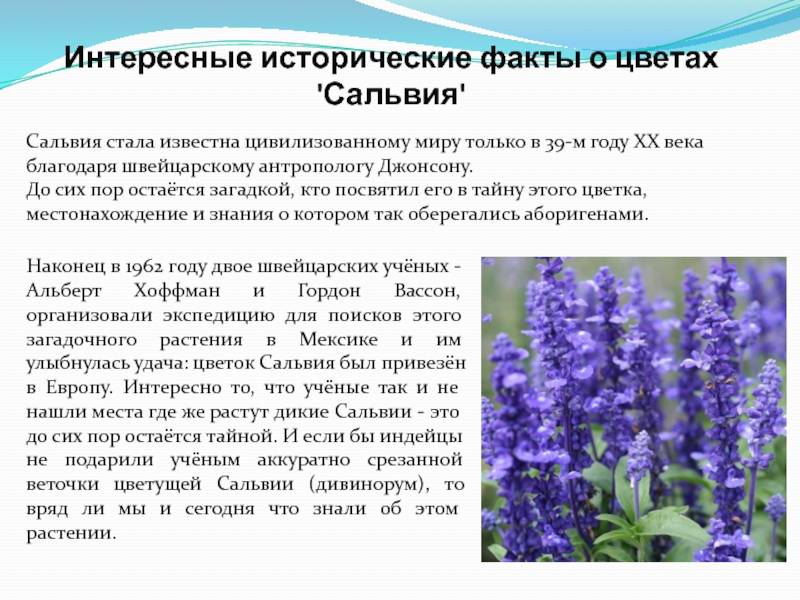 Сальвия: фото цветов, особенности посадки, уход - sadovnikam.ru