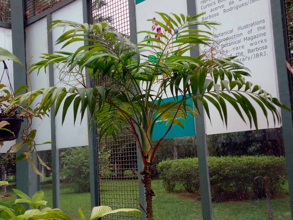Характеристика пальмы хамедорея бамбуковая элеганс