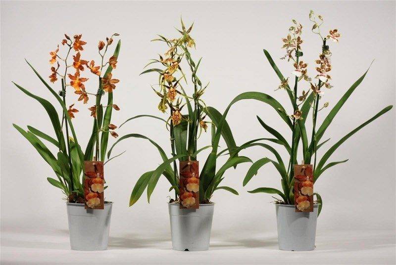 Орхидея камбрия: уход в домашних условиях, особенности выращивания гибридной разновидности «тропической красавицы»