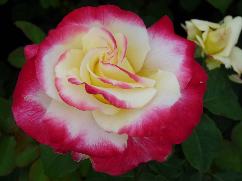 Мои двухцветные розы — на дальнем востоке и кубани. сравнительные характеристики сортов. фото — ботаничка