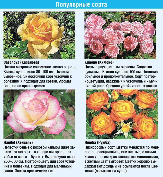 Эксплорер роза - описание и характеристики, советы по выращиванию | розоцвет