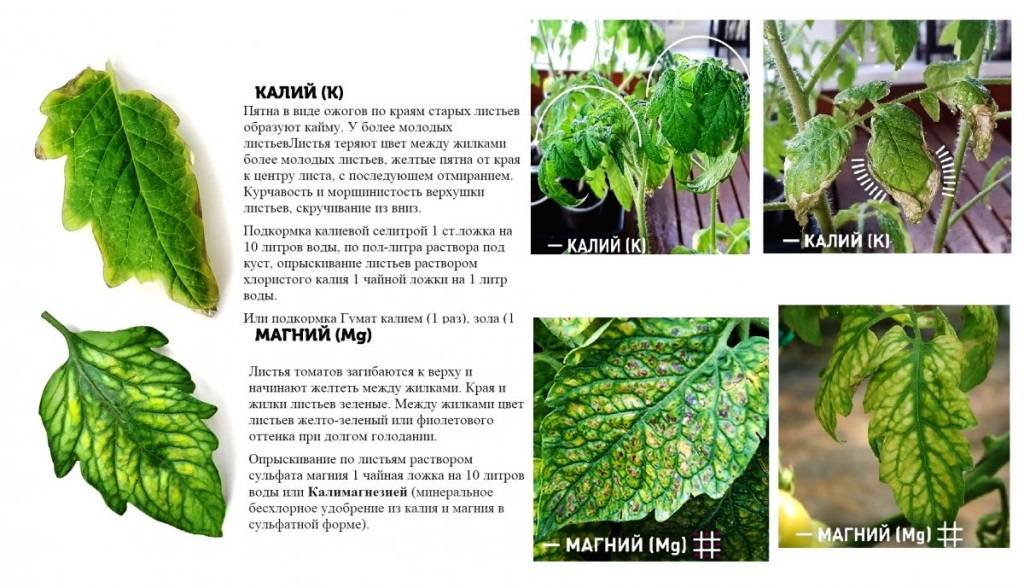 Болезни листьев у фиалки: описания с фото и способы лечения