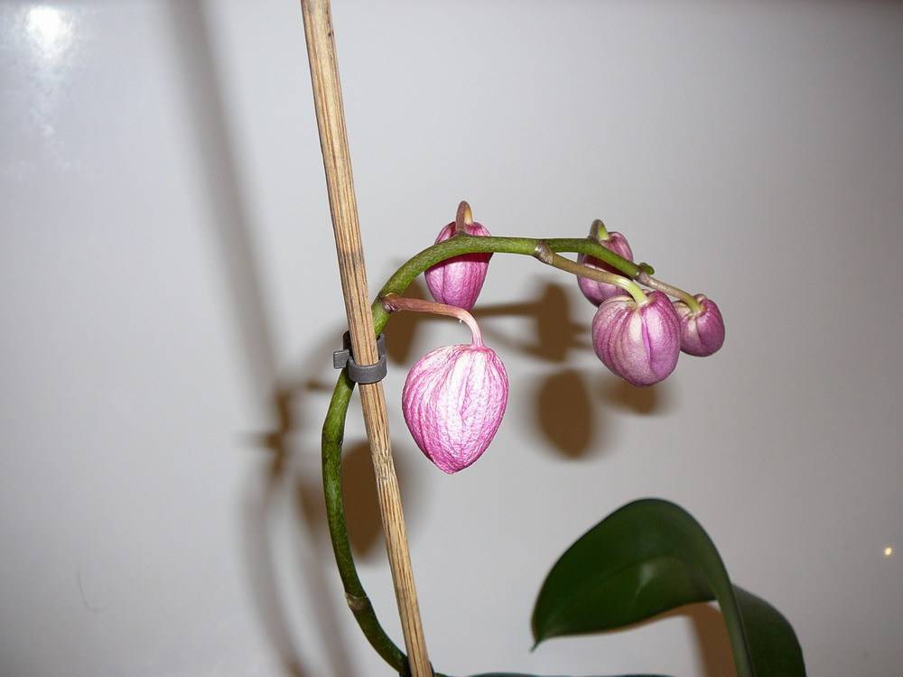 Что делать, если у орхидеи опали цветки?
