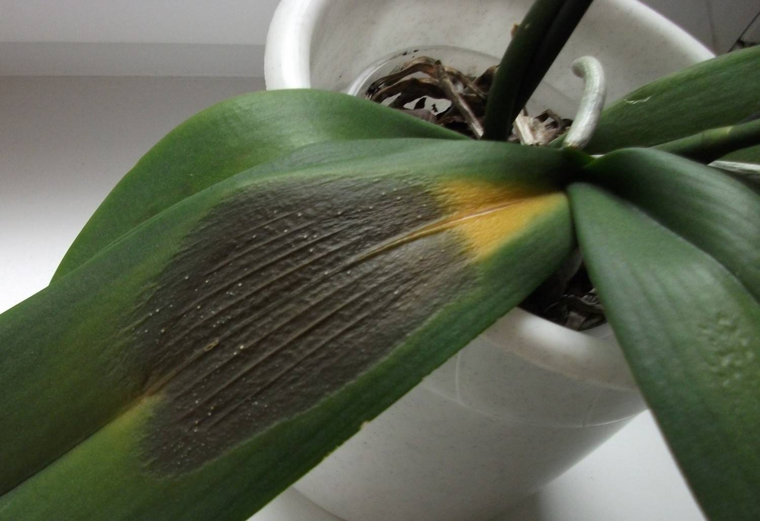 Черные, желтые, белые, серые пятна на листьях орхидеи – что делать