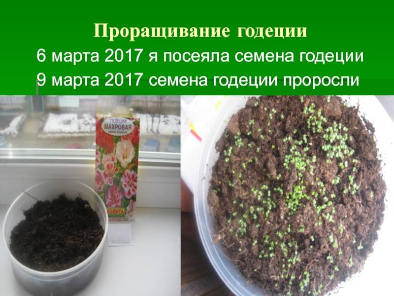 Годеция: посадка и уход, выращивание из семян в саду