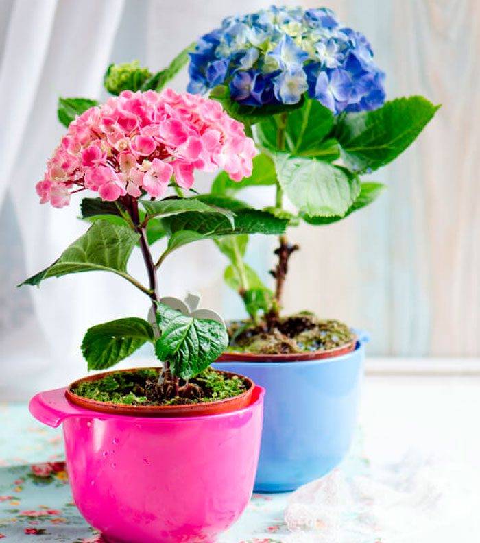 Гортензия комнатная – отличия от садовой и уход. как добиться регулярного цветения. сорта для выращивания в комнате