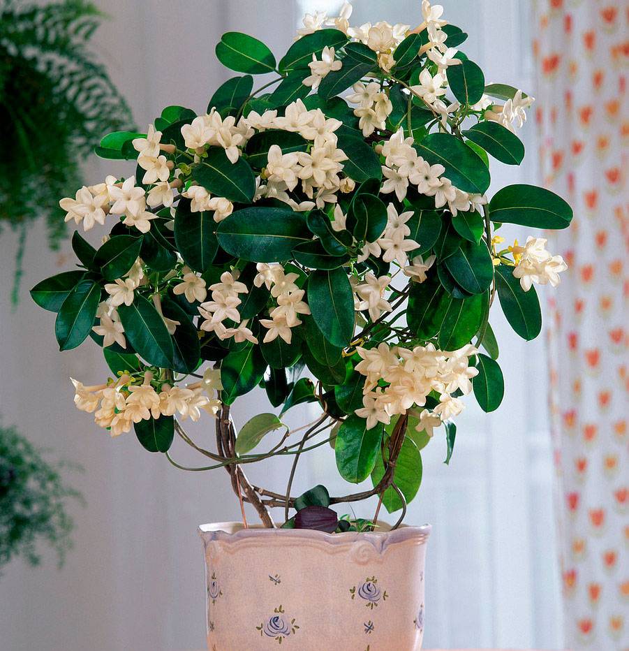 Стефанотис — царские цветение, аромат и капризы. уход в комнатных условиях. фото — ботаничка
