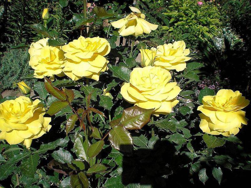 Роза флорибунда фрезия: фото, описание, условия выращивания (+фото)
