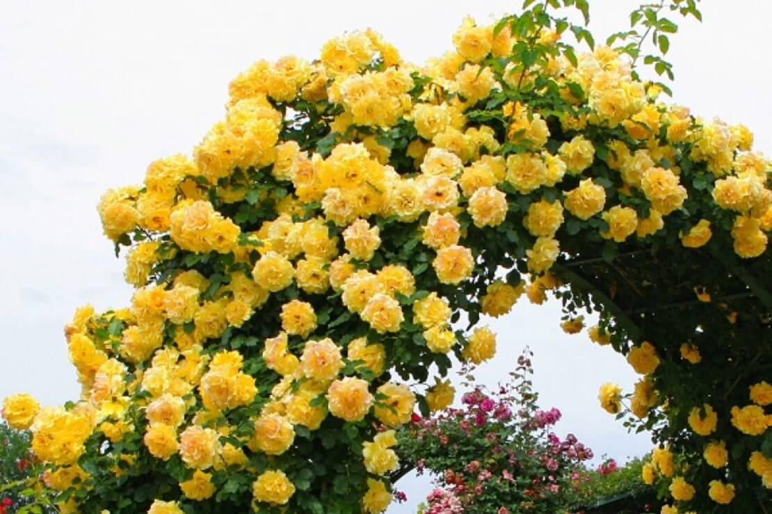 10 лучших крупных роз-клаймеров. описание сортов розы. фото — ботаничка