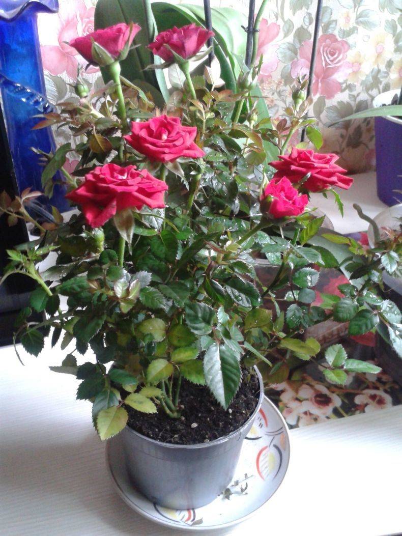 Миниатюрные розы — маленькое сокровище. уход, выращивание, размножение. болезни и вредители. сорта. фото — ботаничка