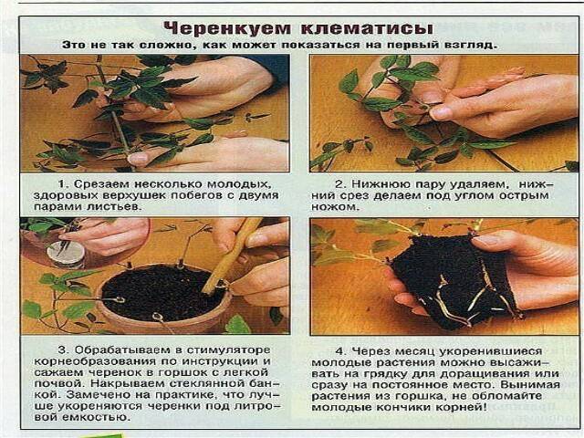 Как вырастить клематис из семян и рассады
