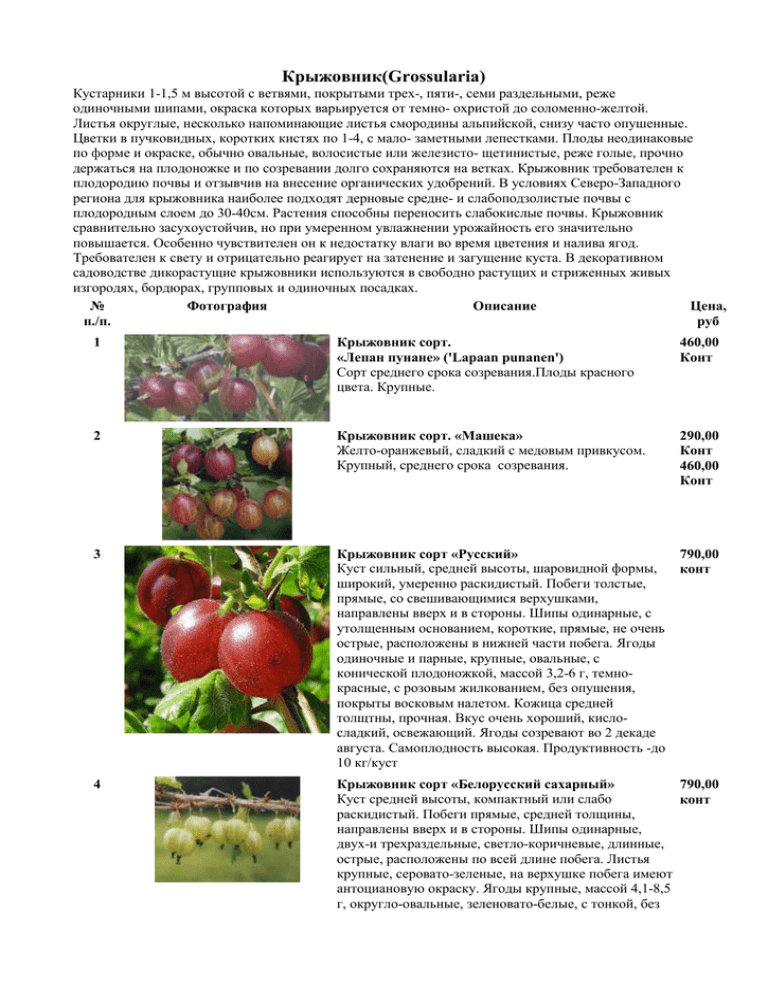 Крыжовник грушенька: характеристики сорта, плюсы и минусы, выращивание, отзывы
