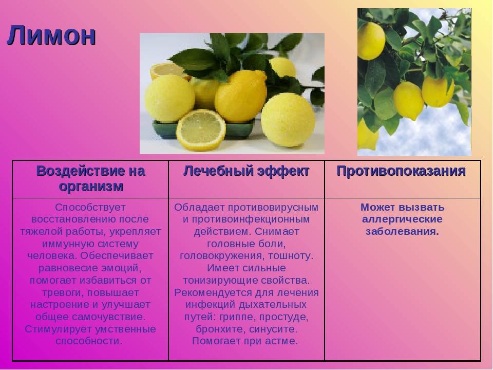 Чем подкормить лимон в домашних условиях: 95 фото и видео выращивания лимона