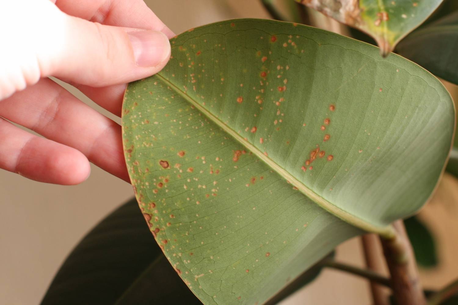 Причина липких листьев у комнатных растений и борьба с болезнью
