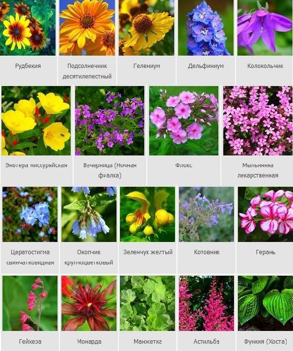 Названия и виды садовых цветов фото и